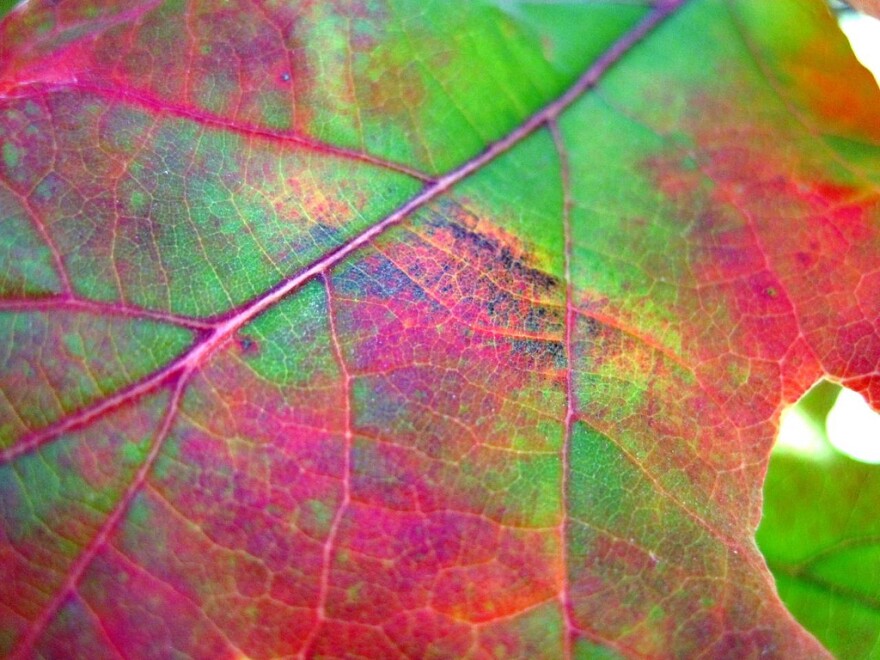oak leaf