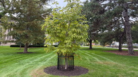 A young tree on a lawn at the University of Iowa. 