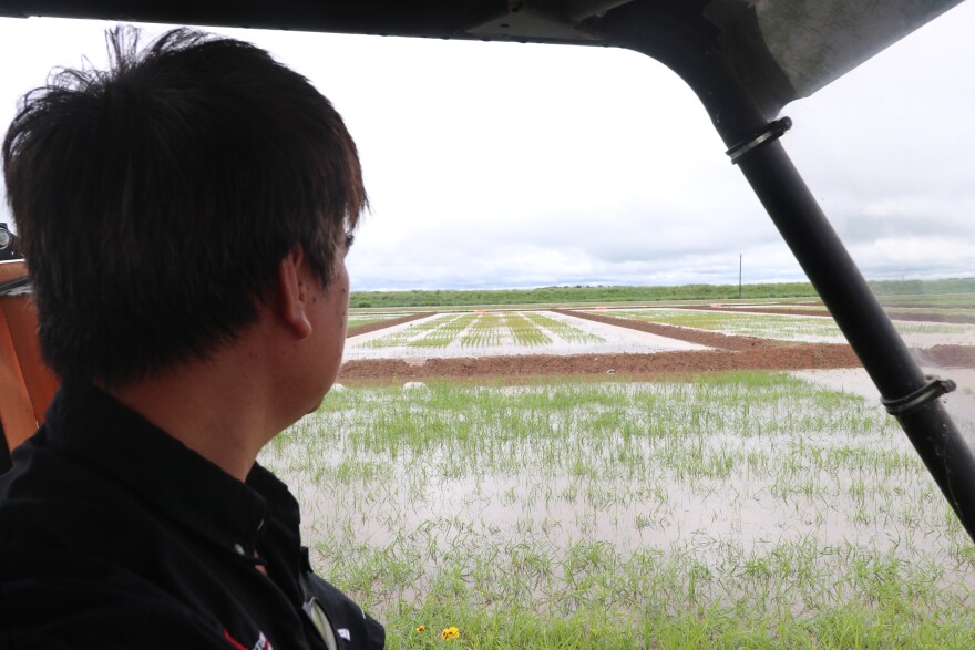 Christian De Guzman with the University of Arkansas Rice Research and Extension Center looks out over a rice field.