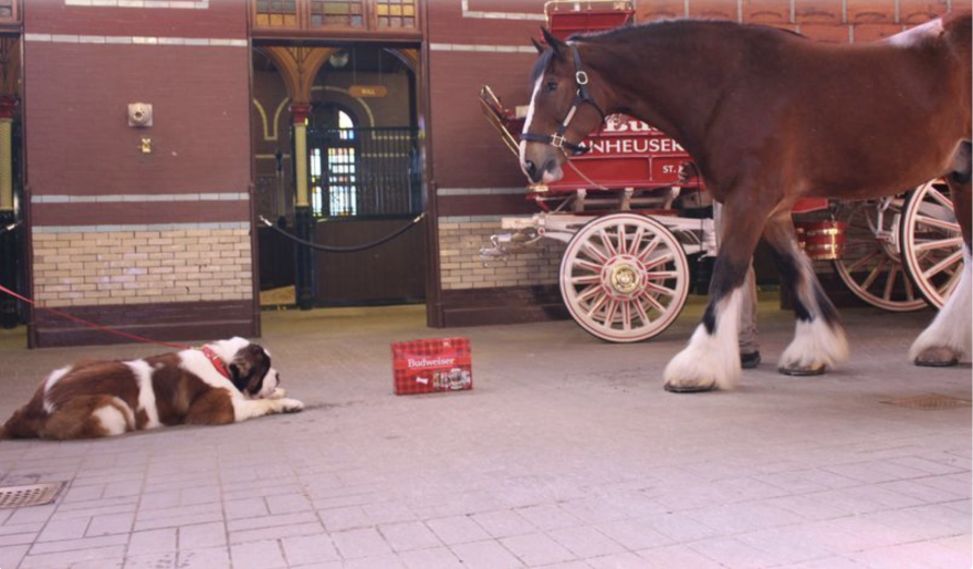 Anheuser-Busch in St. Louis, photo shoot.