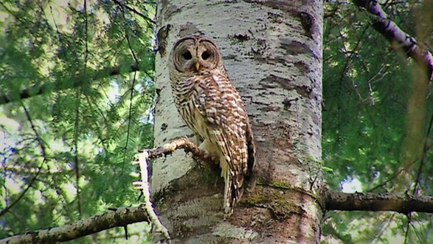 Barred owls from the east have moved in and taken over spotted owl habitat in the western forests of Oregon, and are now pushing spotted owls closer to extinction.