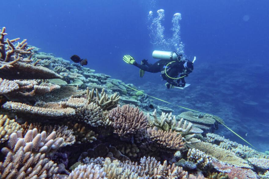 A diver inspects coral at the Great Barrier Reef in North Queensland, Australia, on September 23, 2024. (Australian Institute of Marine Science via AP)