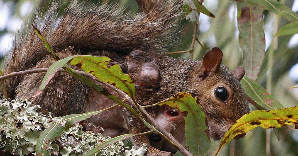 Warble flies South Carolina Public Radio
