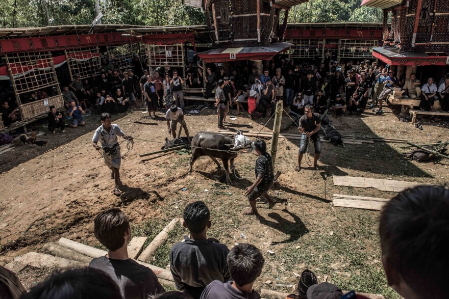 Onlookers, including several tourists, watch as a buffalo and a pig are slaughtered for the funeral of 65-year-old Lucas Ruruk, who died the previous month. Torajan funerals have become a popular tourist attraction.