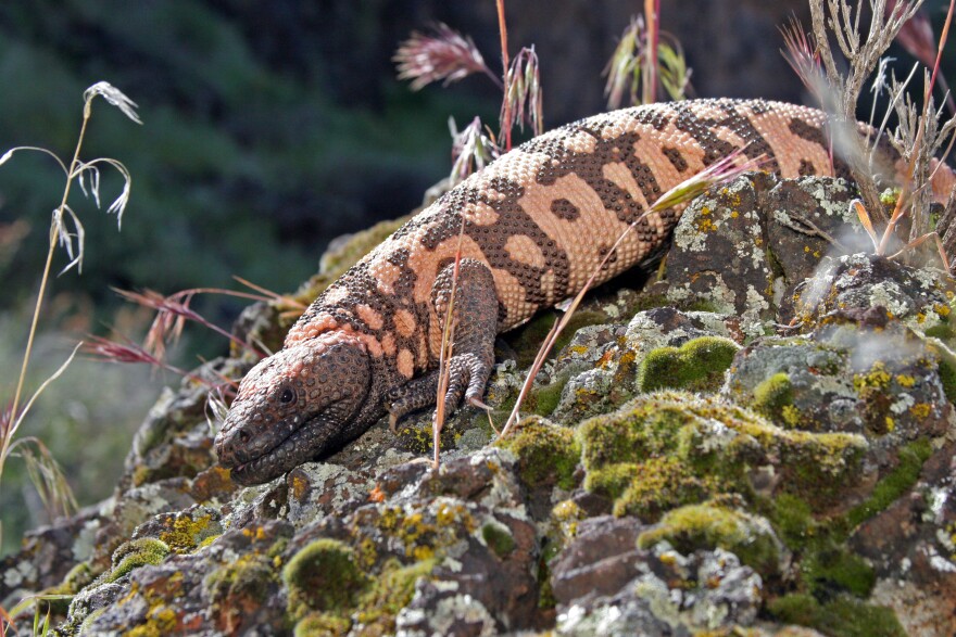 A Gila monster in southwestern Utah in a photo provided by the Utah Division of Wildlife Resources, April 29, 2005.