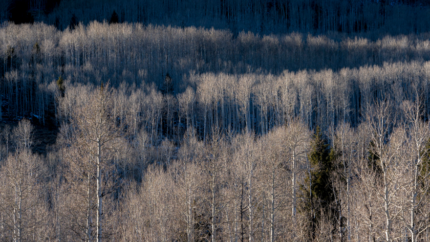 Photo of a forest where the trees are all mostly bare of leaves.