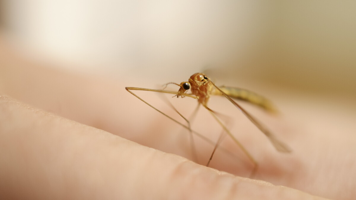 Allegheny County Health Department to start mosquito treatment Monday - Vimarsana News