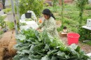 Niang washes some freshly picked produce before selling it to Saint Louis University.