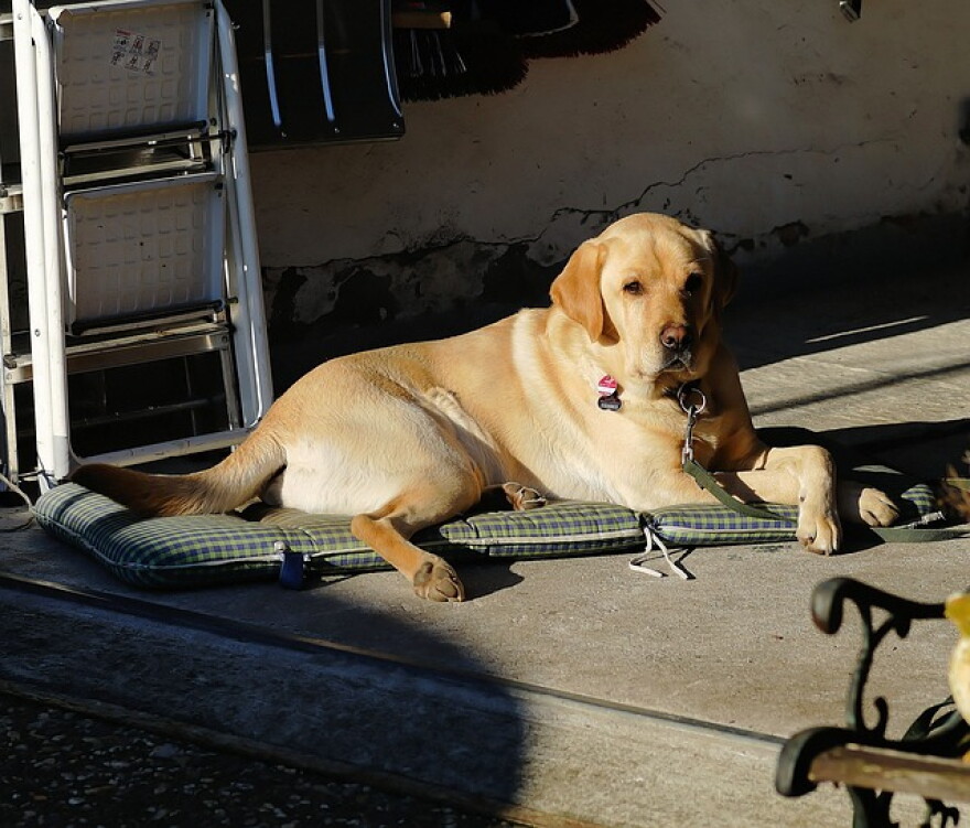 Labrador Retriever