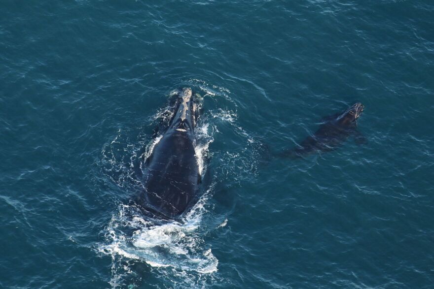 A photograph of Slalom and her calf coming up for air. The blue=green water surrounds them.