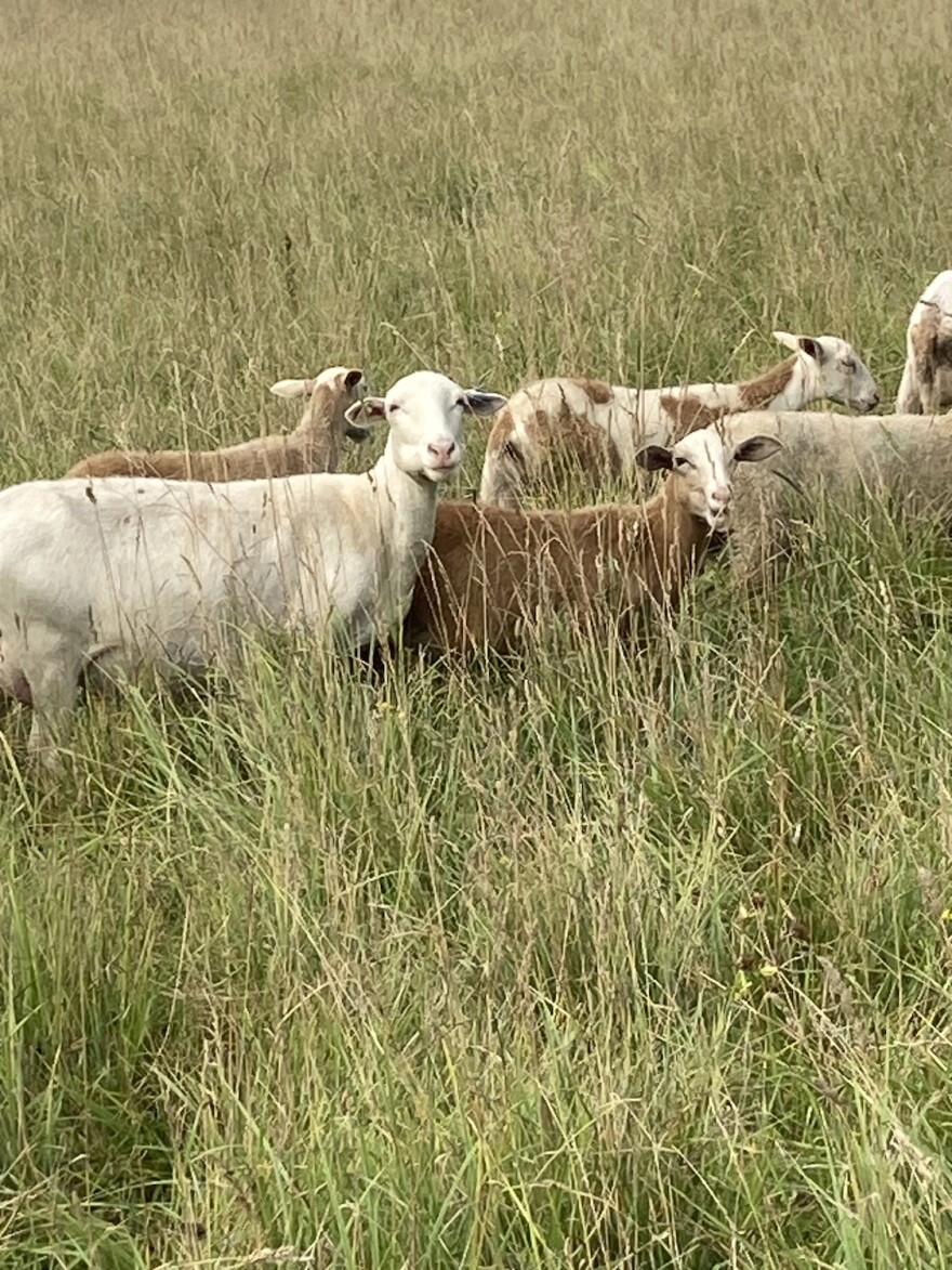 Katahdins, a breed of hair sheep, graze with wool sheep at the Cory Family Farm. Tom Cory uses a 60-day paddock rotation to reduce the risk of parasites and pressure on the pasture, which is a mix of grass, legumes and herbs.