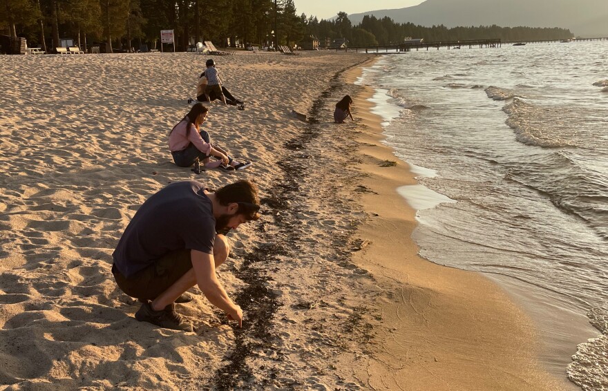 Scordo investigates the contents of debris near the shores of Lake Tahoe to understand how wildfire plumes deposit smoke into freshwater systems.