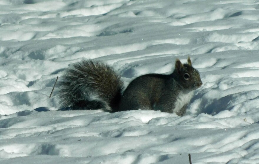 Squirrel in snow