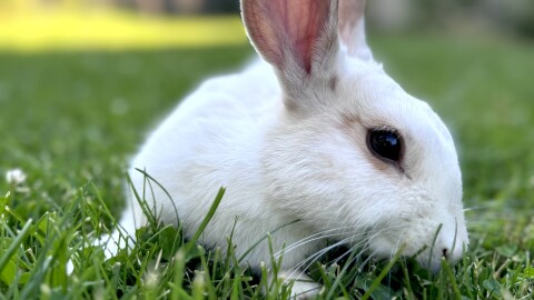 A close up of a white rabbit with black eyes in grass.