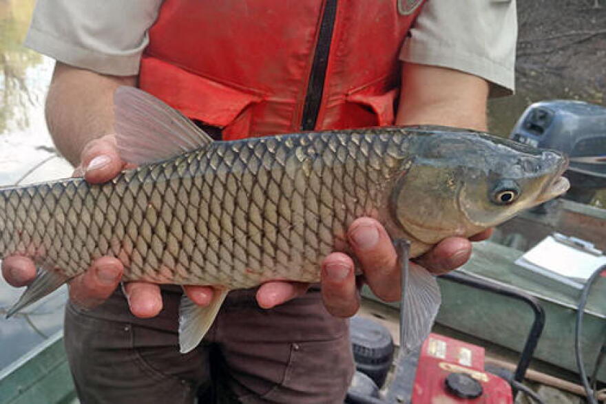 A grass carp.