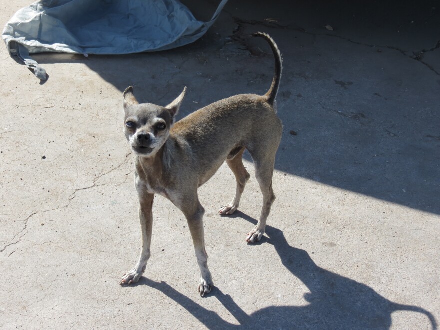 Strays like this one will be transported to the East Coast. This dog was in the streets of Maryvale near 39th Avenue and McDowell Road.