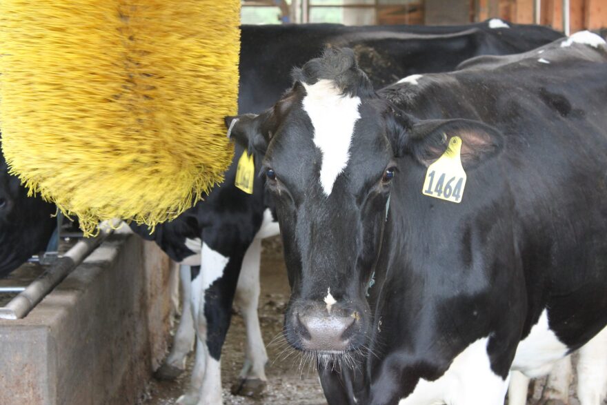 Cow in Cornell Teaching Dairy Barn using self-scratching massager. (Celia Clarke/WSKG Public Media)