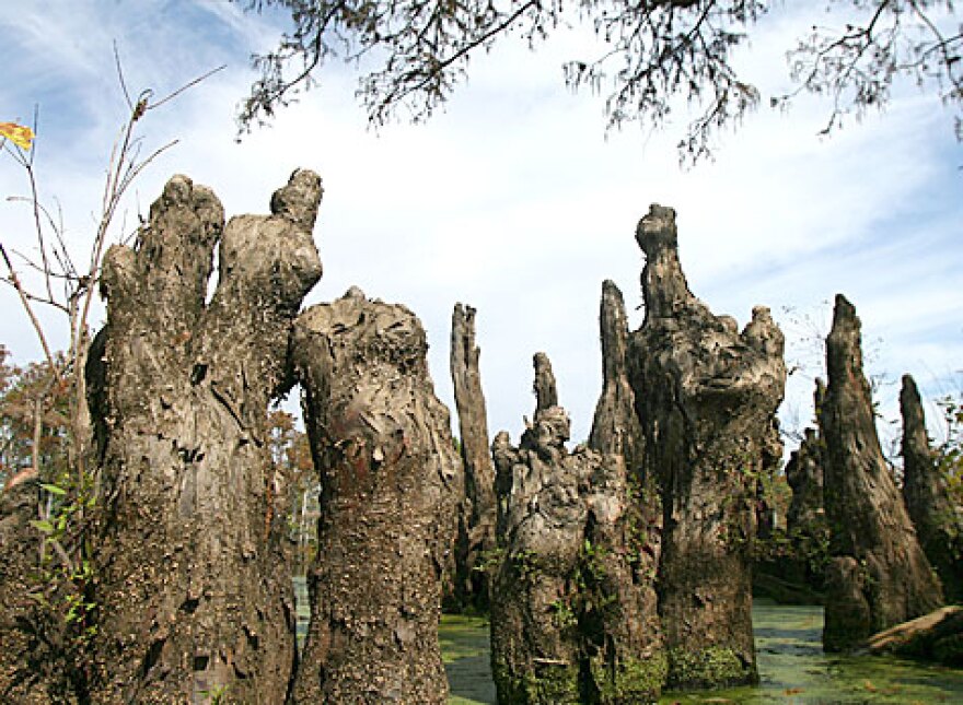 Cypress knees, structural supports that steady cypress trees in saturated soils, look a little like people going about their daily routines.