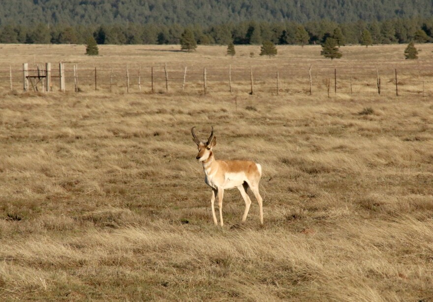 Pronghorn stands in front of a wire fence in a grassland