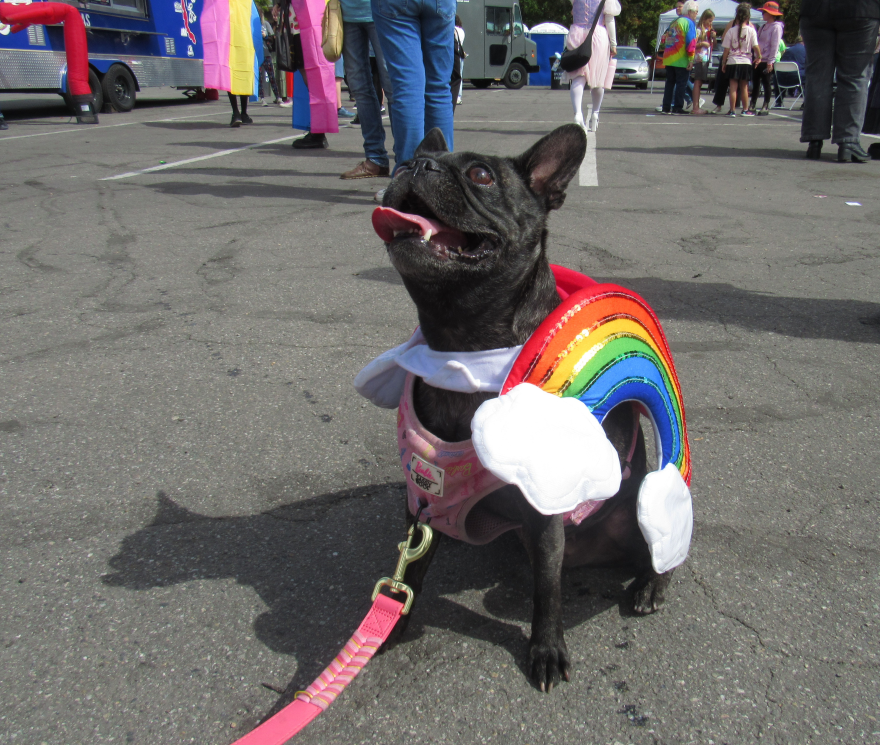 A black french bulldog wears a rainbow costume and sits on asphalt. Two people in the background wear pride flags as capes. 