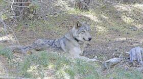 A young female wolf, designated OR-54, recovers after being caught and fitted with a tracking collar in 2017.