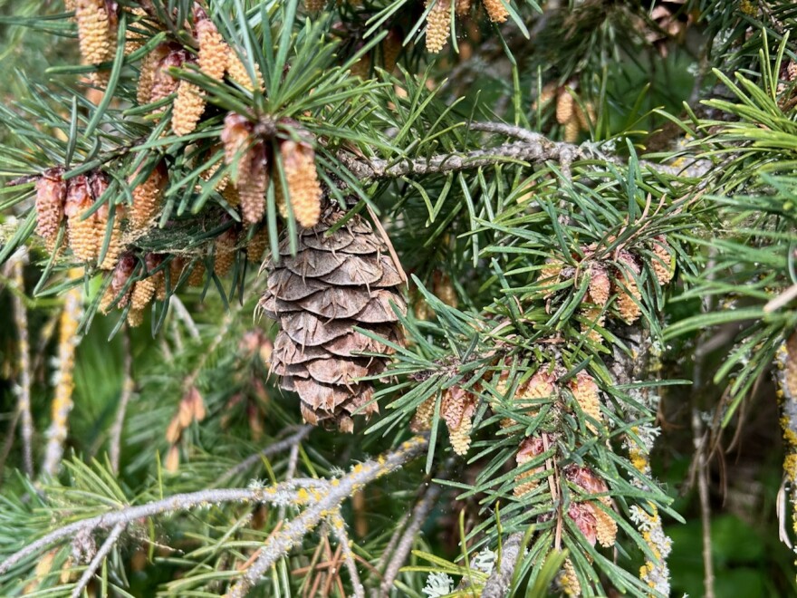 closeup of the pollen cones and a seed cone on a Douglas fir tree