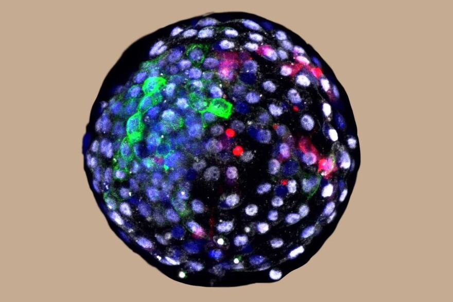 Using fluorescent antibody-based stains and advanced microscopy, researchers are able to visualize cells of different species origins in an early stage chimeric embryo. The red color indicates the cells of human origin.