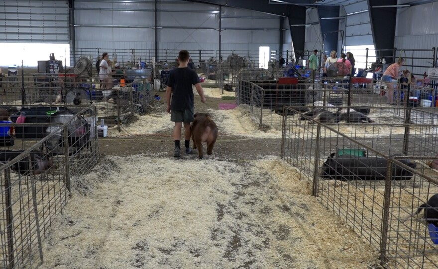A person leads a pig down the center aisle between livestock pens in the exhibition barn.