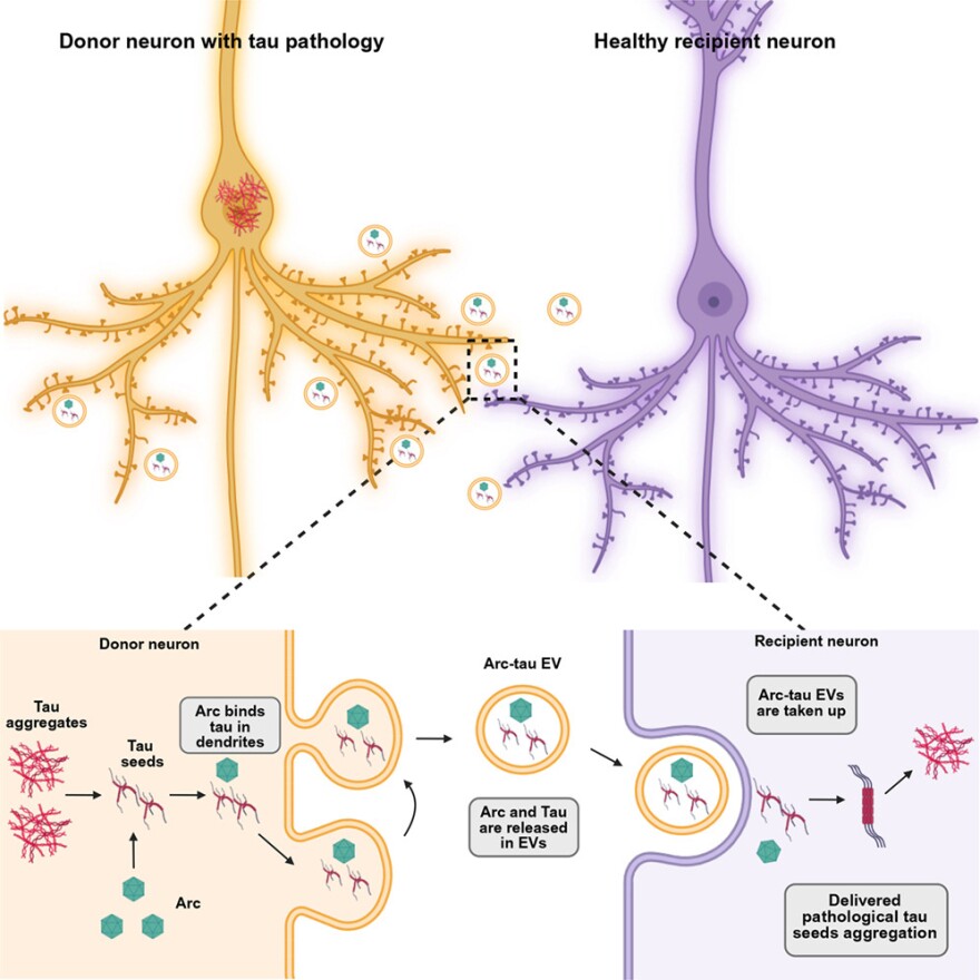 Diagram showing how the ARC protein may help toxic tau spread between brain cells. A neuron with tau pathology releases extracellular vesicles containing ARC and tau, which are taken up by a neighboring healthy neuron. The lower panel shows the process in detail: ARC binds tau fragments, packages them into vesicles, and carries them to the recipient neuron, where the released tau can promote formation of new toxic tau aggregates.