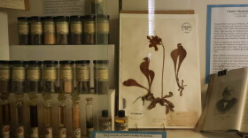 Dried specimen and extracted oils in a display at the UNC Herbarium on Tuesday, Sept. 1.