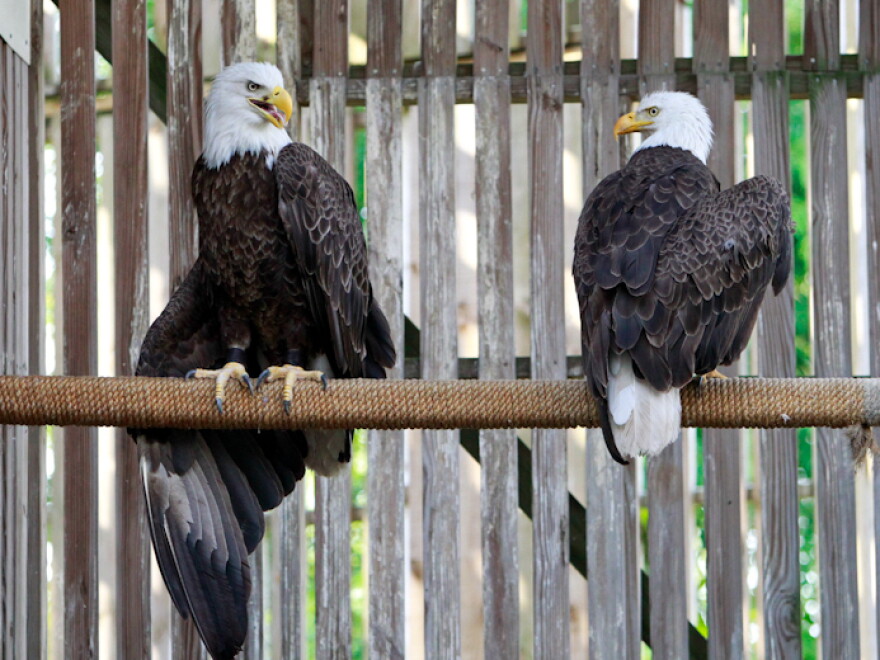 Back together. The female, left, taught her mate how to get up to the perch.