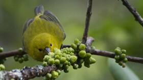 The ‘Anianiau is the smallest Hawaiian honeycreeper, these birds