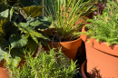 Herbs in chef Kathy Gunst's garden. (Kathy Gunst/Here & Now)