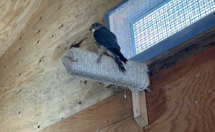 Maeve is about 9 years old and came to the facility because she was hit by a car and broke her wrist as a hatchling. She can no longer fend for herself.