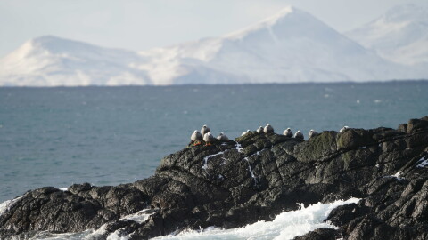 Emperor geese on Shemya Island, with Agattu Island in the background.