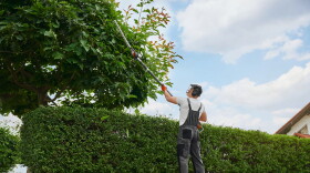 Back view of professional gardener in overalls, protective mask and gloves pruning trees outdoors. Strong caucasian man using petrol hedge trimmer for work at garden.
