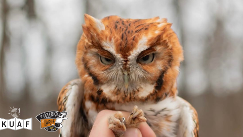 Source, Ozark Bird Conservancy