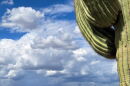 Monsoon clouds and saguaro cactus