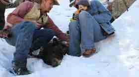 A couple from Cleveland, Utah, pose with their baby and a tranquilized black bear in the Book Cliff mountains.