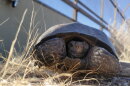Desert Tortoise Wildlife Crossing