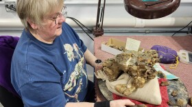 Lorna Keyfauver puts old bones back together at the Glenrock Paleon Museum