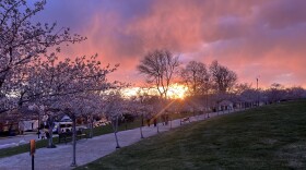 Cherry blossoms at the Utah State Capitol Building, March 2025.