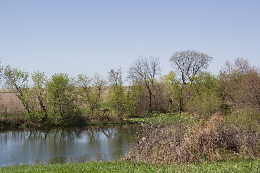 053118-am-Trees_IoneCleverly-creek.jpg