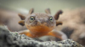 A Mazama newt photographed in Crater Lake National Park, Oregon.