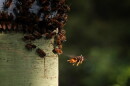 A yellow-legged hornet stalks honeybees at an apiary on Hilton Head Island. The invasive species of hornet from Asia emerged in South Carolina two years ago and is quickly spreading across the Lowcountry. There have even been sightings in York County. Aug. 11, 2026.