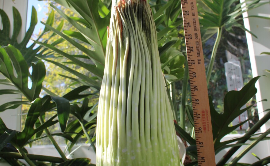 CorpseFlower