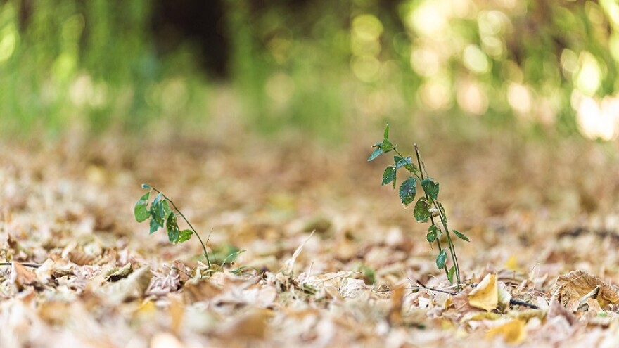 Stock photo of drying plants