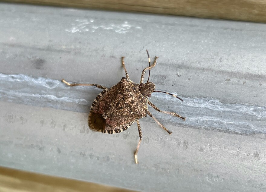 Brown marmorated stink bug