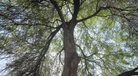 Trees, A Vital City Resource-Photo Credit: Kevin Spencer via Flicker