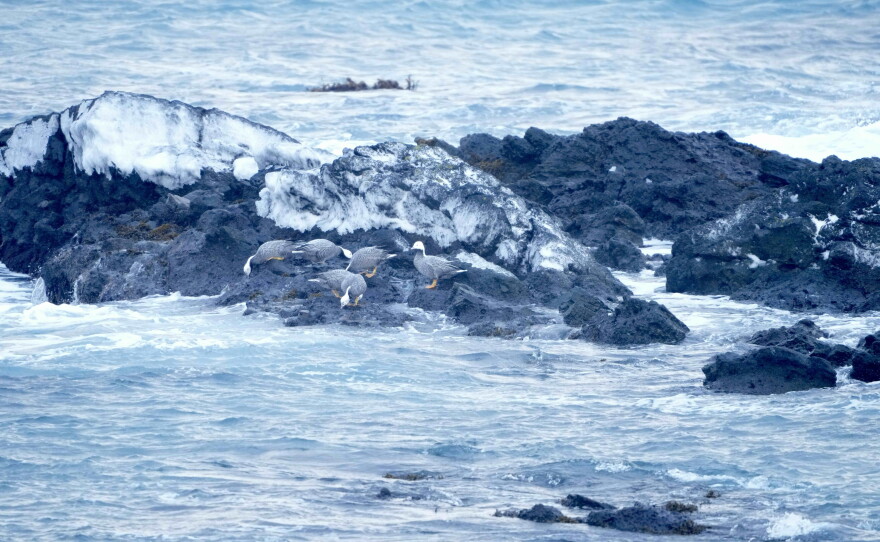 Emperor geese forage in an icy intertidal zone on Shemya Island.